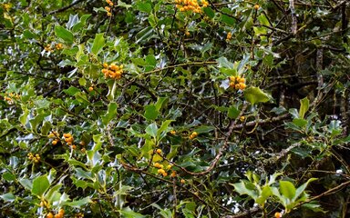Yellow fruited holly berries on large expanse of green holly leaves