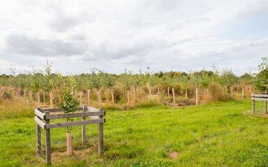 Rows of planted tree saplings shown next to grassland, with a fenced sapling shown in the foreground.