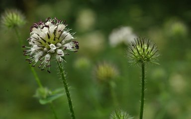 A teasel flower