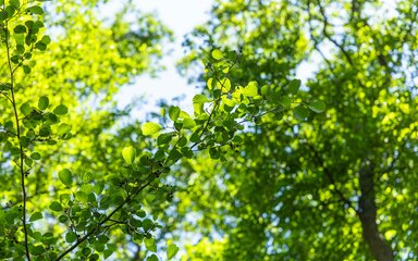 Looking up at the green leaves in the forest with dappled sunlight