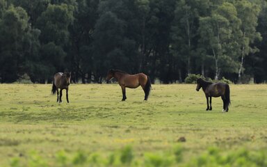Three New Forest ponies standing on open grassland.