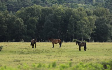 Three New Forest ponies standing on open grassland.