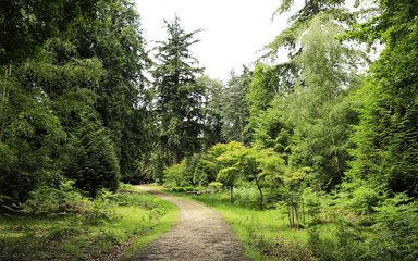 A walking trail at Bolderwood in The New Forest