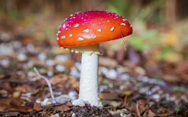 Close up of fungi on the forest floor.