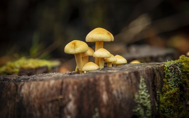 Close up of fungi on a tree stump