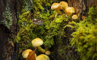 Close up of fungi amongst moss on a fallen tree.