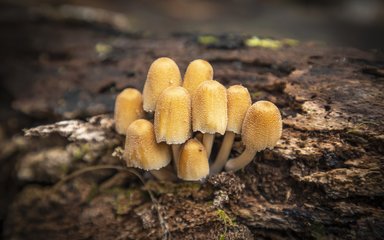 Close up of fungi on a fallen tree.