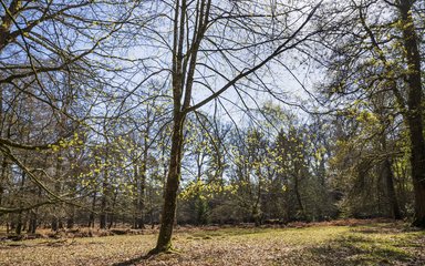 A spring view of some trees on the Rhinefield Ornamental Drive