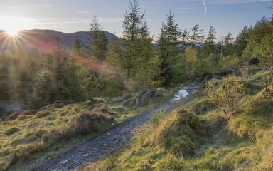 Forest path in sunshine