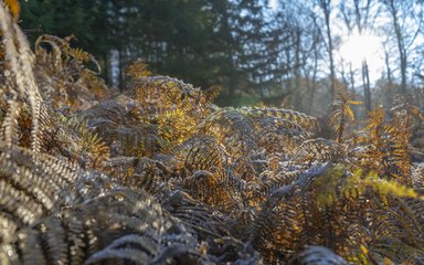 Frosty bracken