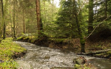 River running through Cropton Forest