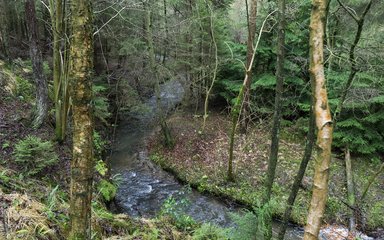 River running through woodland
