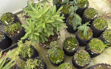 Aeriel view of cuttings in pots at a nursery