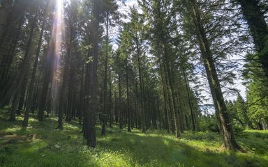 Sun beams through trees
