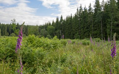 Foxgloves in a grass clearing, in pine forest