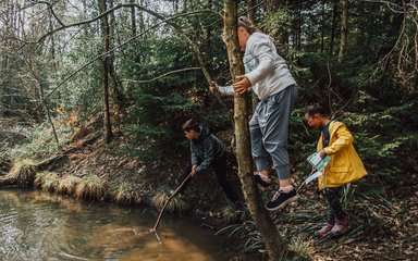 kids climbing tree