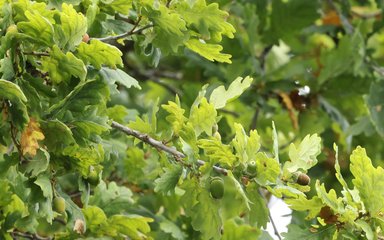 A close up of acorns and leaves on an Oak tree in Hampshire