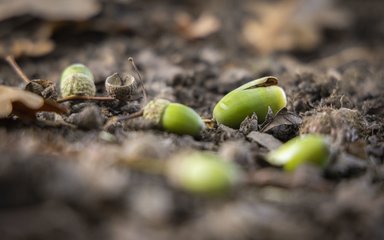 Green acorns lying on the forest floor