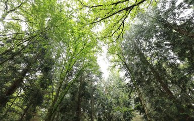 Looking up through the trees at the Jubilee Grove at Bolderwood