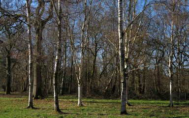 a group of tall silver and black barked trees in winter grassy woodland without their leaves