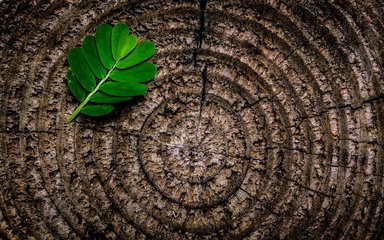 tree rings