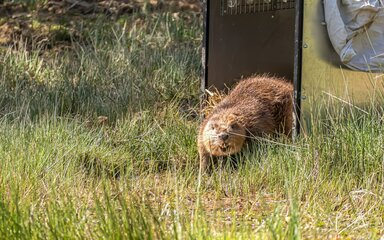 An adult beaver emerging from a humane container in the wild.