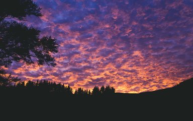 Silhouette of forest at pink sunset  