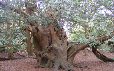 Ancient yew tree with a large hollow trunk, twisted bark and sprawling branches growing across the woodland floor.