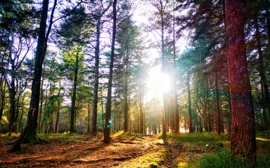 Sunlight shining through woodland scenery