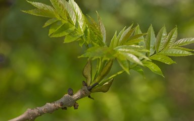 Young ash leaves bursting out of their buds