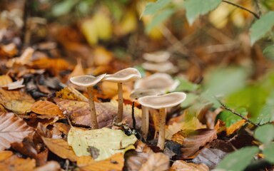 A group of fungi on stalks growing among fallen autumn leaves.