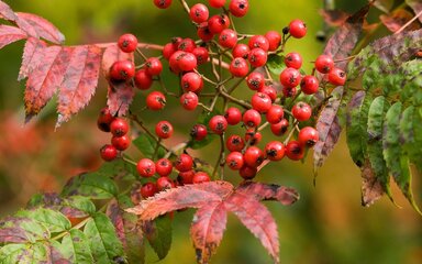 A cluster of red rowan berries hanging from a branch, surrounded by leaves turning red and green in autumn.