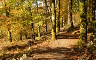 Walking path in autumnal forest