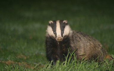a badger in the grass looking at the camera 