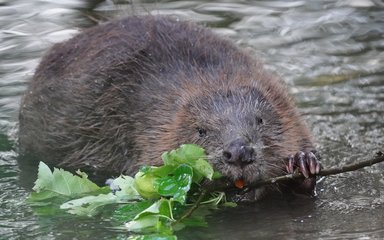 beaver in the water