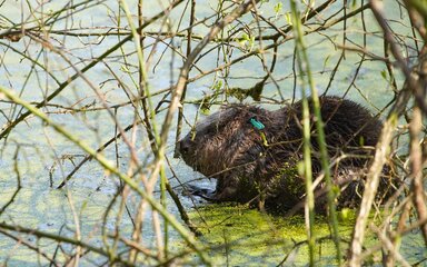 Close-up of a beaver in water, surrounded by the twig of plants and trees.