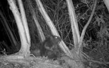 Video shows beavers settling into their new Yorkshire home