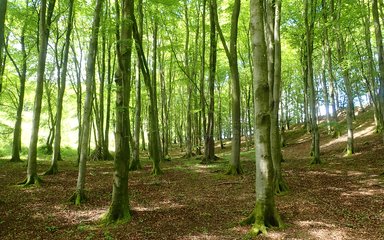 Beech trees