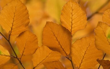 Close-up of copper-coloured beech leaves in autumn sunlight.