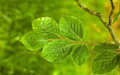 Cluster of green beech leaves hanging from a branch in woodland surroundings.