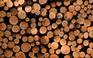Stack of birch timber