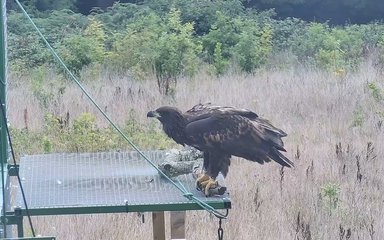 bird on pen ledge playing with rope