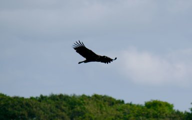 Juvenile eagle flying above trees
