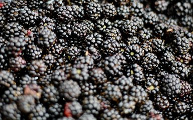 Pile of blackberries