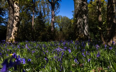 Purple flowering bluebells and large tree trunks against a blue sky.