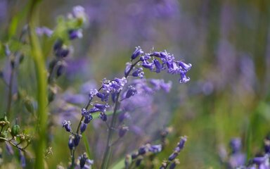 Close-up of bluebell flowers.