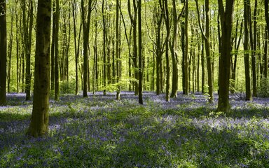Bluebells covering the ground surrounded by trees.