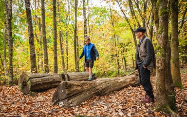Boy walking along a fallen tree trunk in the forest, surrounded by fallen autumn leaves