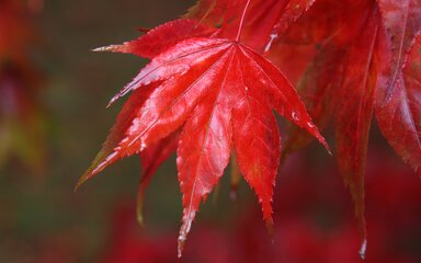 bright red pointed acer leaf