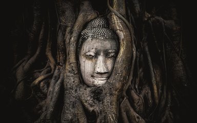 Buddha in tree